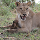 Image for article titled Harrowing Photos Capture Tense Encounter Between Baby Baboon And Lion